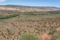 a view of a valley and a large cliff on the horizon with several trees growing and bushes in the foreground