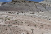 an animal grazing in a dry, brown area of a barren landscape with some vegetation