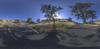 three different angles of the same photo showing trees, bushes and a mountain road in a desert