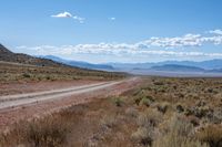 dirt road in the desert with mountains behind it in the background, with a road surrounded by weeds and brush