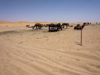 Desert Road in Marocco: Under a Clear Sky