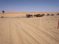 Desert Road in Marocco: Under a Clear Sky