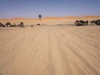 Desert Road in Marocco: Under a Clear Sky