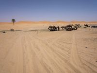 Desert Road in Marocco: Under a Clear Sky