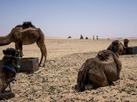 two camels and their offspring, one eating in the desert, are shown next to each other