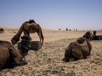 two camels and their offspring, one eating in the desert, are shown next to each other