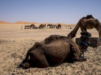 two camels and their offspring, one eating in the desert, are shown next to each other