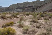 this is an image of a landscape with dry vegetation and mountains in the background, with rocks and dirt around