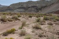 this is an image of a landscape with dry vegetation and mountains in the background, with rocks and dirt around