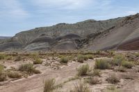 this is an image of a landscape with dry vegetation and mountains in the background, with rocks and dirt around