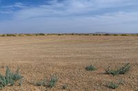 a dirt and plant field with several bushes growing in the foreground and a small sky background