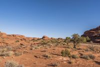 red rocks, scrub, and shrub near trees in a barren area with clear sky