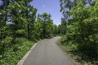 a deserted asphalt road surrounded by tall trees with an oval green sign and red stop sign on each side