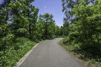 a deserted asphalt road surrounded by tall trees with an oval green sign and red stop sign on each side