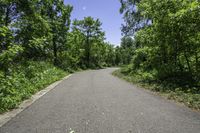 a deserted asphalt road surrounded by tall trees with an oval green sign and red stop sign on each side