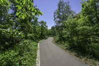 a deserted asphalt road surrounded by tall trees with an oval green sign and red stop sign on each side