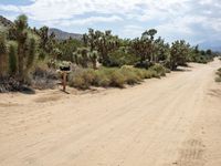 a deserted dirt road surrounded by cactus trees in the desert area of joshua tree national park