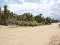 a deserted dirt road surrounded by cactus trees in the desert area of joshua tree national park