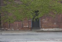 a woman holding an umbrella near the curb of an old building, with vines growing on it