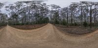 a guy riding on a dirt bike on a dirt track in the middle of a forest