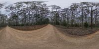 a guy riding on a dirt bike on a dirt track in the middle of a forest