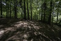 a dirt hill in the middle of the forest with green leaves on it and a trail next to it