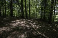 a dirt hill in the middle of the forest with green leaves on it and a trail next to it