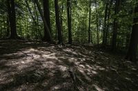 a dirt hill in the middle of the forest with green leaves on it and a trail next to it