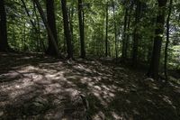 a dirt hill in the middle of the forest with green leaves on it and a trail next to it