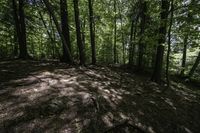 a dirt hill in the middle of the forest with green leaves on it and a trail next to it