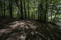 a dirt hill in the middle of the forest with green leaves on it and a trail next to it