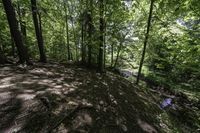 a dirt hill in the middle of the forest with green leaves on it and a trail next to it