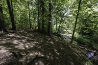 a dirt hill in the middle of the forest with green leaves on it and a trail next to it