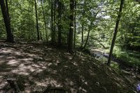 a dirt hill in the middle of the forest with green leaves on it and a trail next to it