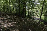 a dirt hill in the middle of the forest with green leaves on it and a trail next to it