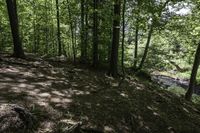 a dirt hill in the middle of the forest with green leaves on it and a trail next to it