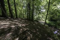 a dirt hill in the middle of the forest with green leaves on it and a trail next to it