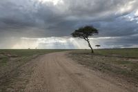 a dirt road with two trees on the side under dark clouds and rain approaching a lone, grassy field