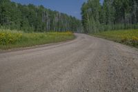 a dirt road surrounded by tall trees and wildflowers in the middle of the forest