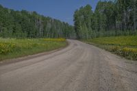 a dirt road surrounded by tall trees and wildflowers in the middle of the forest