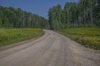 a dirt road surrounded by tall trees and wildflowers in the middle of the forest