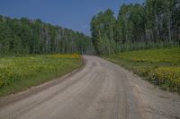 a dirt road surrounded by tall trees and wildflowers in the middle of the forest