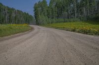 a dirt road surrounded by tall trees and wildflowers in the middle of the forest