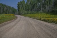 a dirt road surrounded by tall trees and wildflowers in the middle of the forest