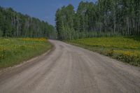 a dirt road surrounded by tall trees and wildflowers in the middle of the forest