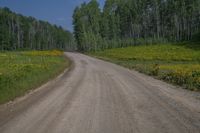 a dirt road surrounded by tall trees and wildflowers in the middle of the forest