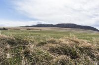 a lone sheep stands in a field surrounded by grass and dry hay, with mountain in distance