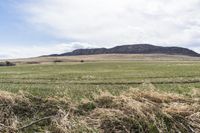a lone sheep stands in a field surrounded by grass and dry hay, with mountain in distance
