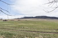 a lone sheep stands in a field surrounded by grass and dry hay, with mountain in distance