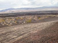 dirt road leading through a desert plain towards mountains and clouds in the distance and a line of yellow bushes on either side